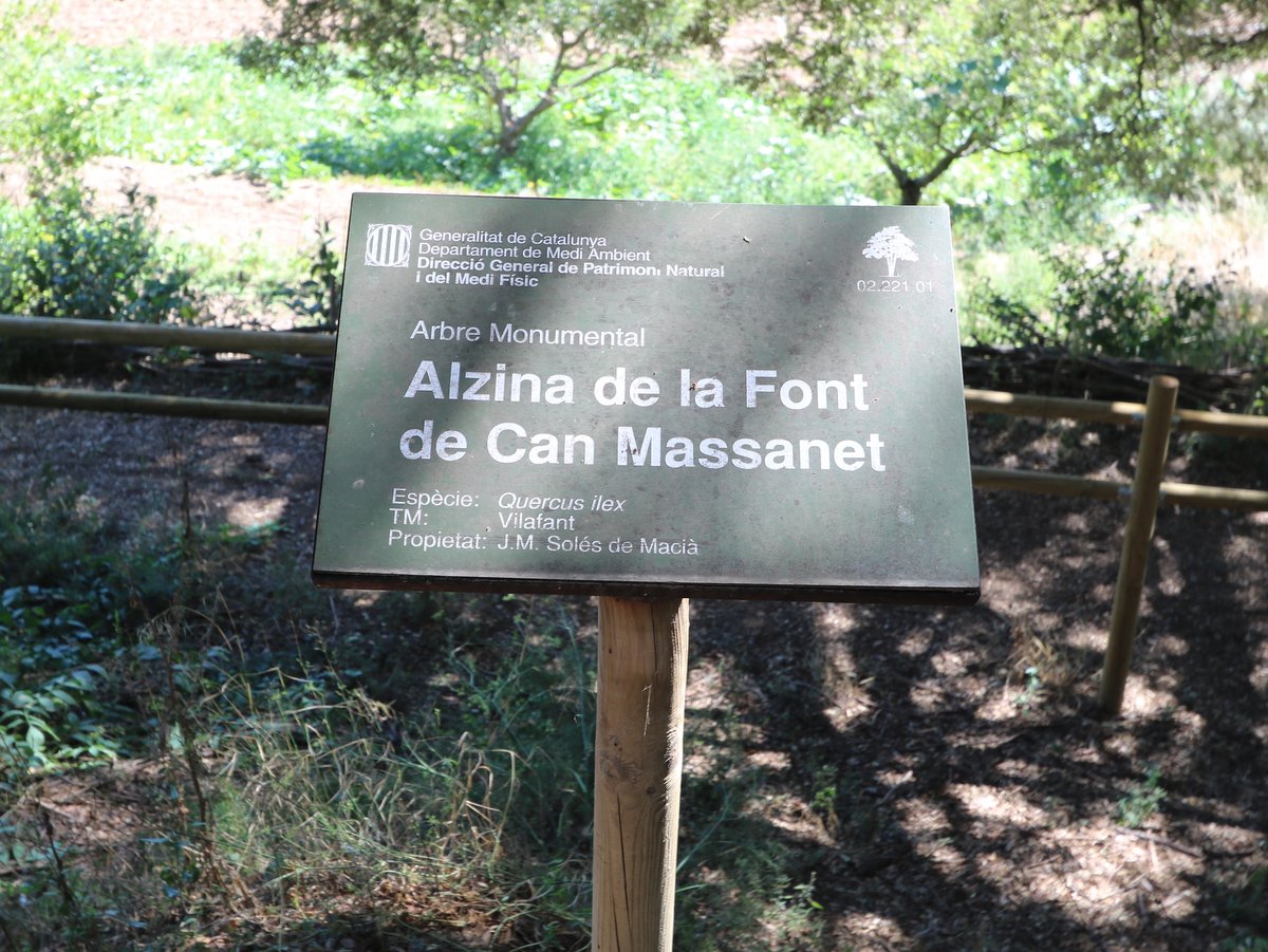 ???????. ??????-???????? Alzina de la Font de Can Massanet