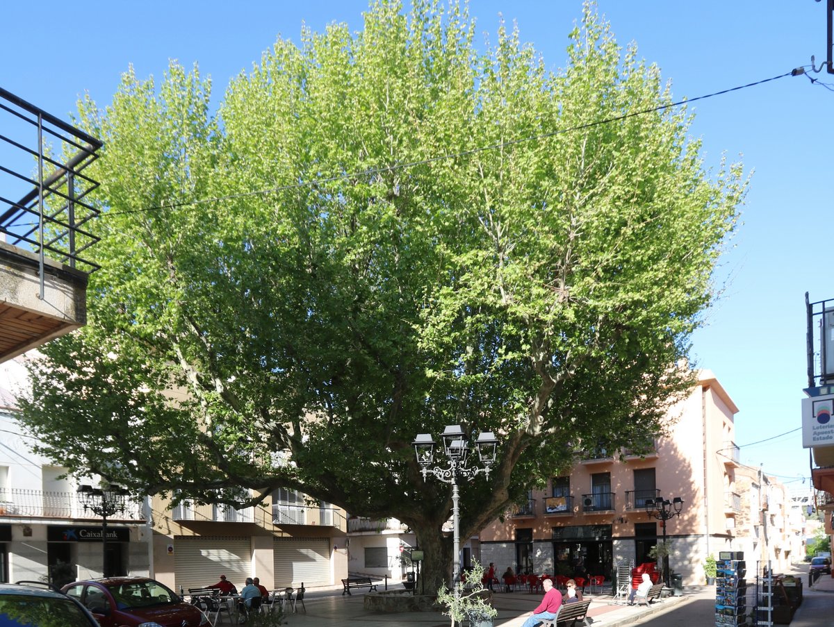 The Plàtan de la Plaça de Colera plane tree. GPS coordinates: 42.4038444870,3.1507543860