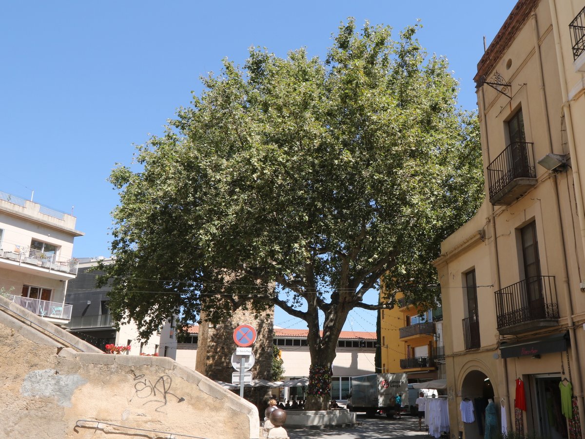 Llançà. Monumental tree Arbre de la Llibertat de Llançà