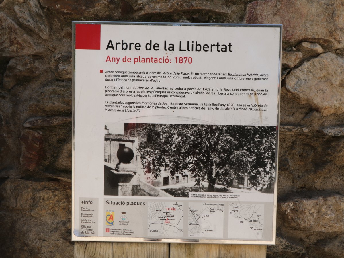 Llançà. Monumental tree Arbre de la Llibertat de Llançà