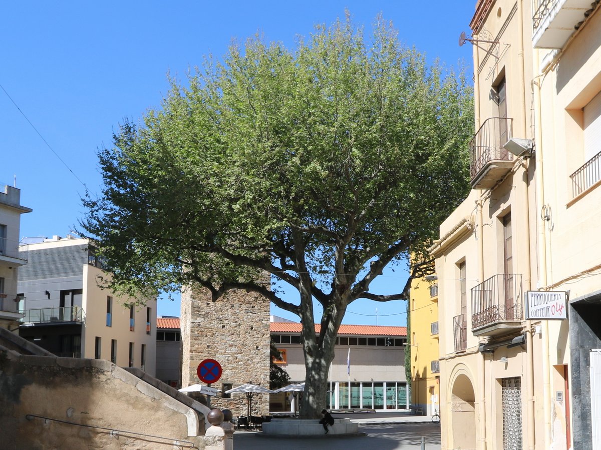 The Arbre de la Llibertat de Llançà plane tree. GPS coordinates: 42.363252435,3.152017023