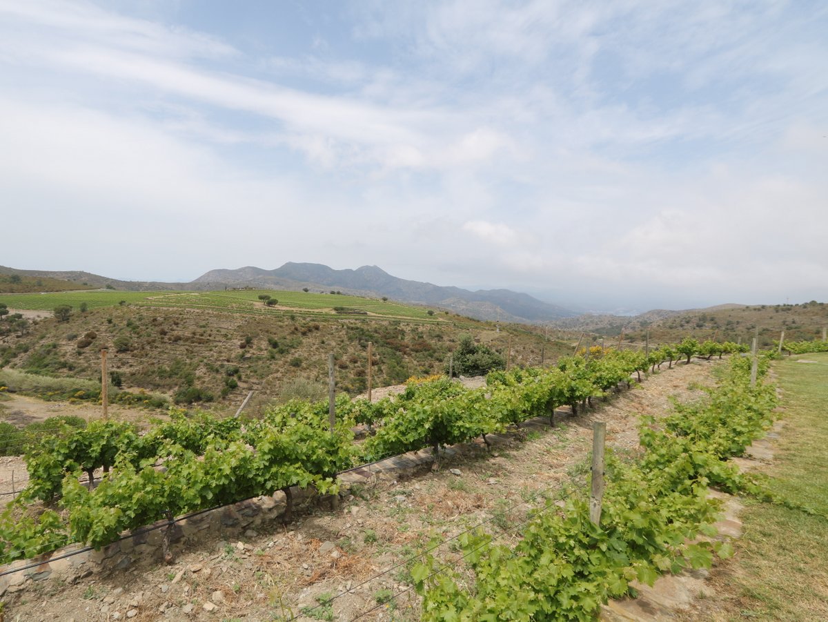 Cadaqués. Celler Martín Faixó