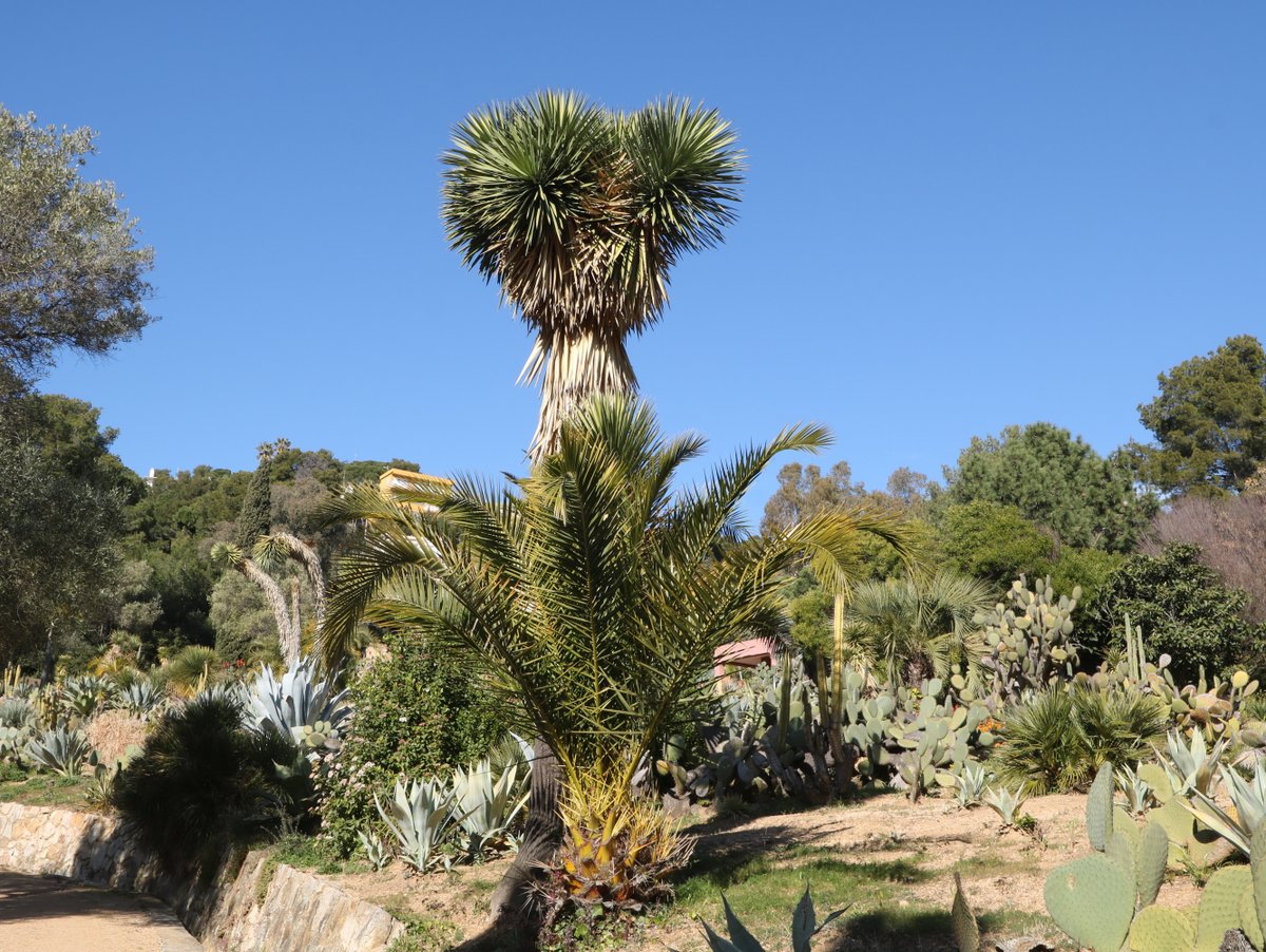 Blanes. Pinya de Rosa Botanical Garden