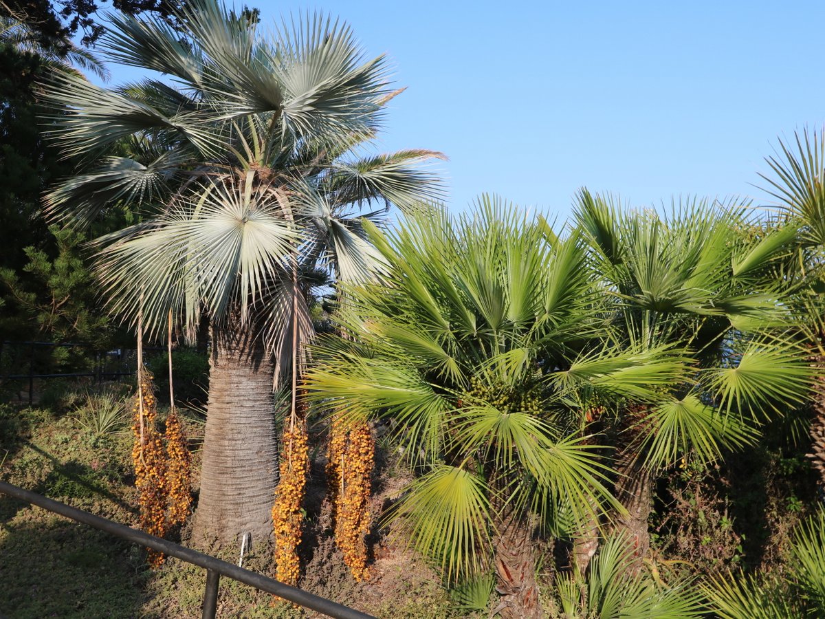 Blanes. Marimurtra Botanical Garden