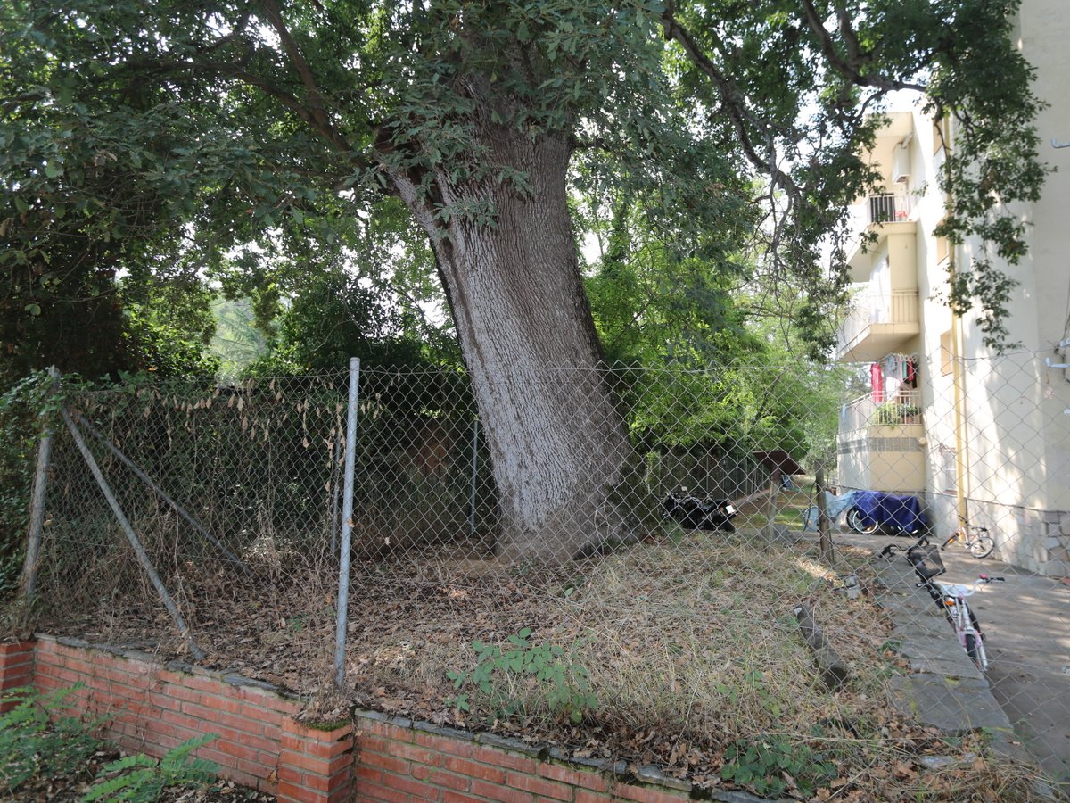 Tossa de Mar. Monumental tree Roure des Bon Retir