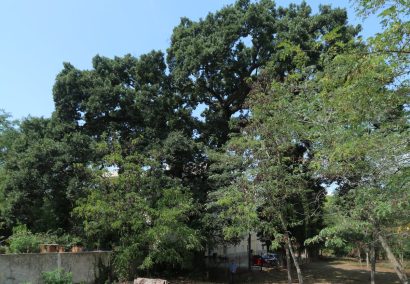 Route of monumental trees of Tossa de Mar