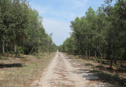 Torroella de Montgrí – La Muntanya Gran – L’Estartit – Torroella de Montgrí (BTTBE 41)