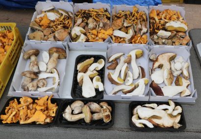 Gastronomic Campaign “Mushrooms in the Kitchen”