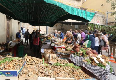Mushroom Fair