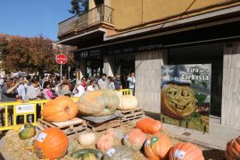 Mushroom Fair