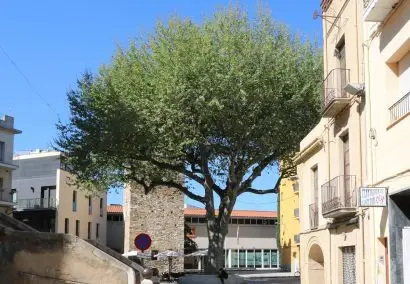Monumental trees of the Costa Brava