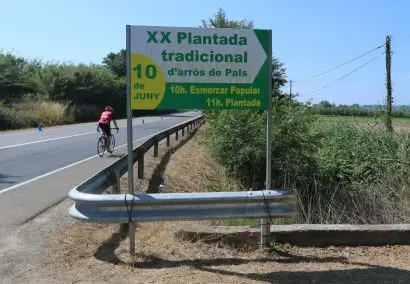 Traditional Sowing of Rice in Pals