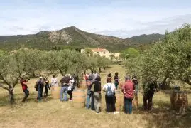 Сев риса в Пальсе